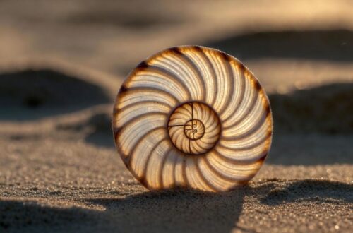 Sacred Geometry Symbols And Meanings