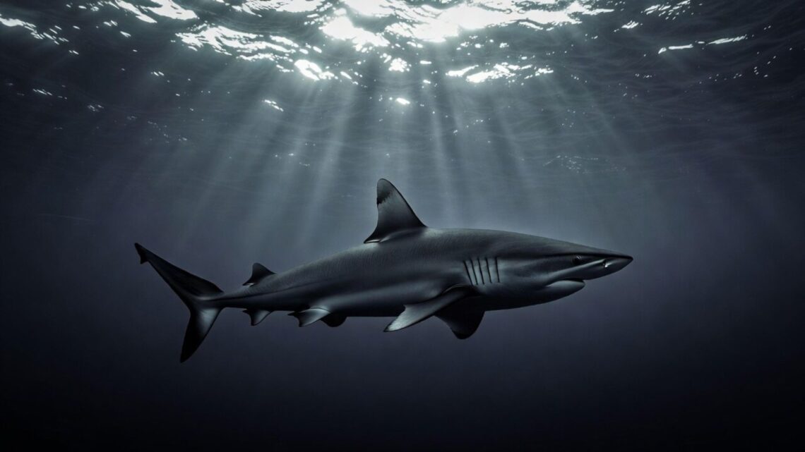 Shark Tattoo Meaning - 2026