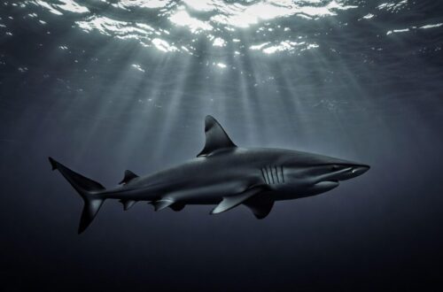 Shark Tattoo Meaning - 2026